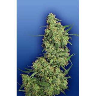 Nepal Kush 10 u. fem. Flying Dutchmen