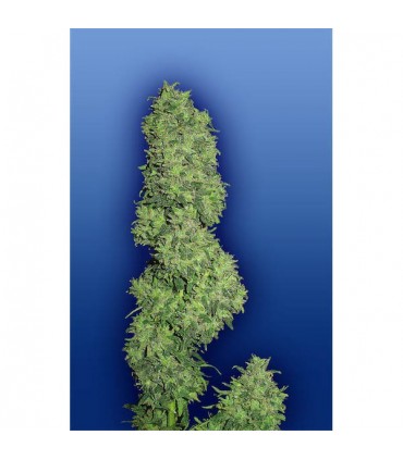 Dame Blanche 10 u. fem. Flying Dutchmen