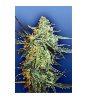 Blueberry Skunk 10 u. fem. Flying Dutchmen