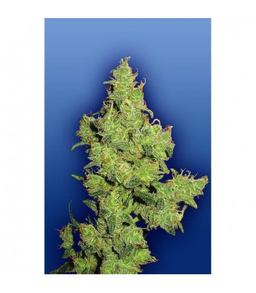 Flying Dragon 10 u. fem. Flying Dutchmen