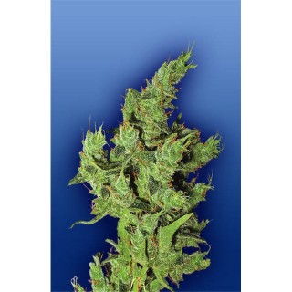 Amsterdam Mist fem. Flying Dutchmen