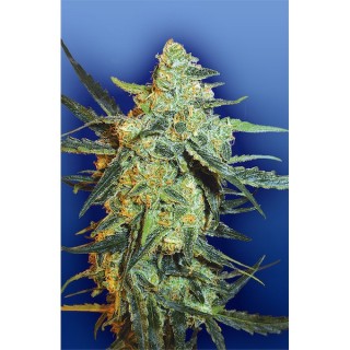 Blueberry Skunk fem. Flying Dutchmen