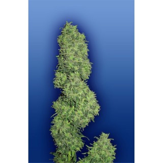 Dame Blanche fem. Flying Dutchmen