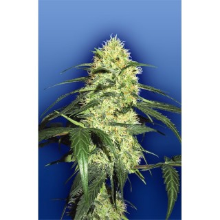 Dutch Delight fem. Flying Dutchmen