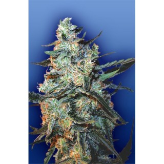 Feminized Mix fem. Flying Dutchmen