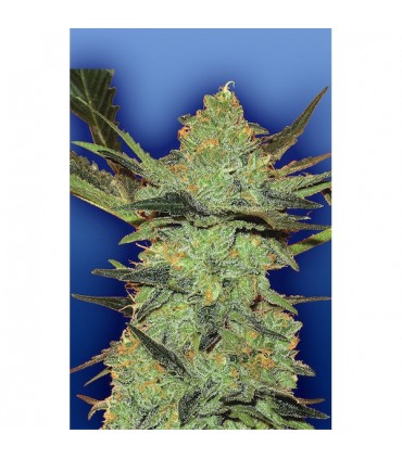 G Force fem. Flying Dutchmen