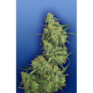 Nepal Kush fem. Flying Dutchmen
