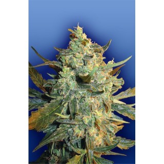 Power Skunk fem. Flying Dutchmen