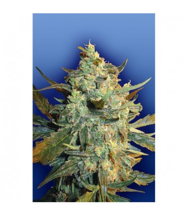 Power Skunk fem. Flying Dutchmen