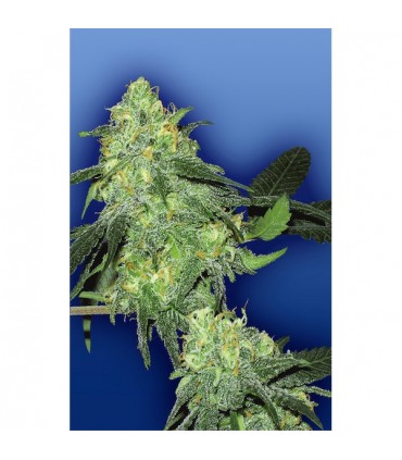 Skunk Classic 10 u. fem. Flying Dutchmen