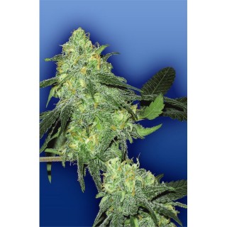 Skunk Classic fem. Flying Dutchmen
