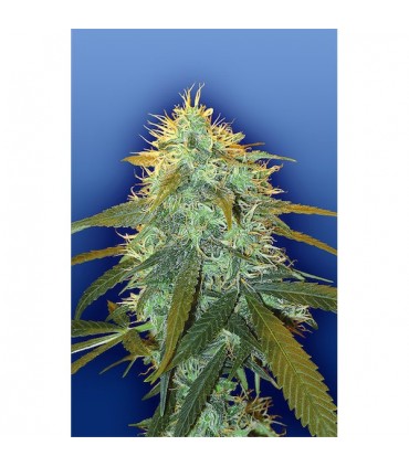 Skunk N1 - fem. Flying Dutchmen