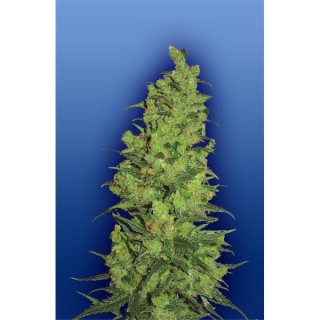 Tempel Haze fem. Flying Dutchmen