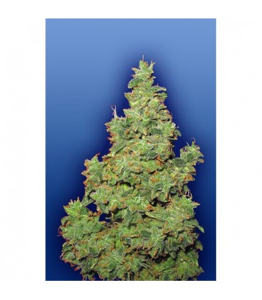 Voyager fem. Flying Dutchmen