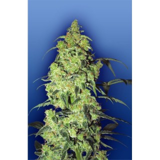 White Widow fem. Flying Dutchmen