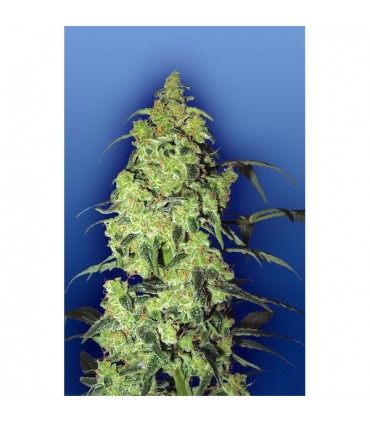 White Widow 10 u. fem. Flying Dutchmen