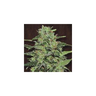 Malawi fem. Ace Seeds