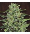 Malawi fem. Ace Seeds