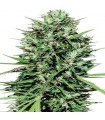 Marruecos Beldia Kif fem. Ace Seeds