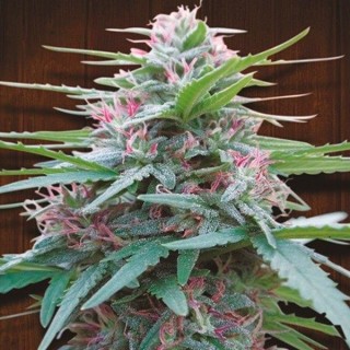 Panama fem. Ace Seeds