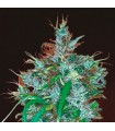 Panama Haze fem. Ace Seeds