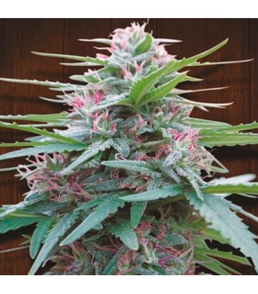 Panama  3 u. fem. Ace Seeds