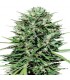 Marruecos Beldia Kif 3 u. fem. Ace Seeds