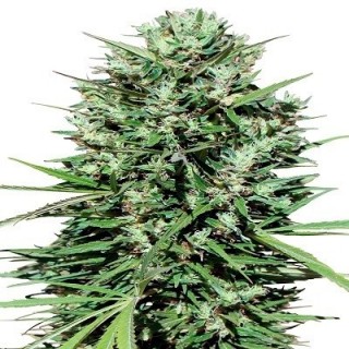 Marruecos Beldia Kif 3 u. fem. Ace Seeds