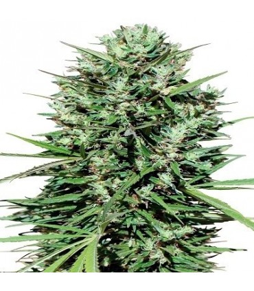 Marruecos Beldia Kif 5 u. fem. Ace Seeds