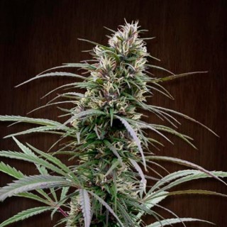 Congo fem. Ace Seeds