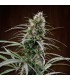 Congo  5 u. fem. Ace Seeds