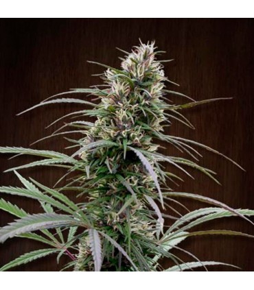 Congo  5 u. fem. Ace Seeds