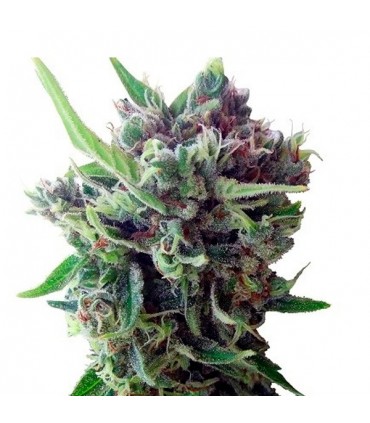 Auto Zamaldelica  3 u. fem. Ace Seeds