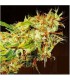 Zamaldelica 3 u. fem. Ace Seeds