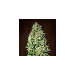 Orient Express fem. Ace Seeds