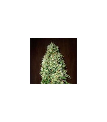 Orient Express fem. Ace Seeds