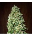 Orient Express fem. Ace Seeds