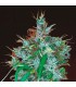 Panama Haze 5u. fem. Ace Seeds