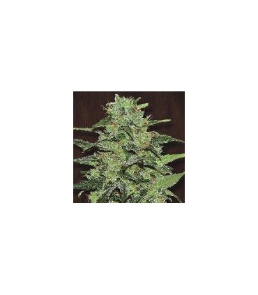 Malawi 5 u. fem. Ace Seeds