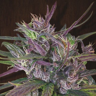 Old Timers Haze 5 u. reg. Ace Seeds