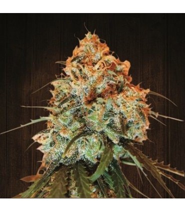 Golden Tiger fem. Ace Seeds