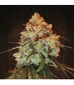 Golden Tiger fem. Ace Seeds