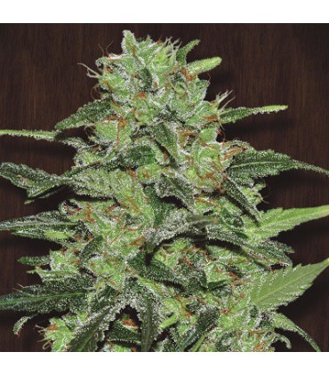 Malawi 3 u. fem. Ace Seeds