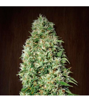 Orient Express 5 u. fem. Ace Seeds