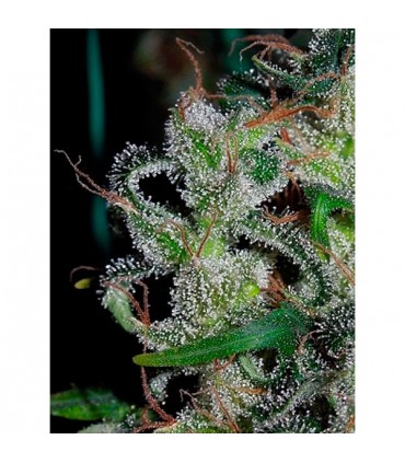 Zamaldelica 5 u. fem. Ace Seeds