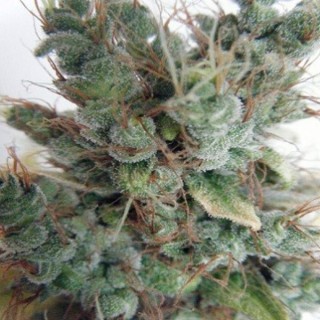 First Lady 1 u. fem. Delicatessen