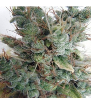 First Lady 1 u. fem. Delicatessen