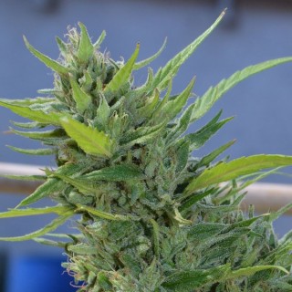 Alice 12 u. fem. Delicatessen