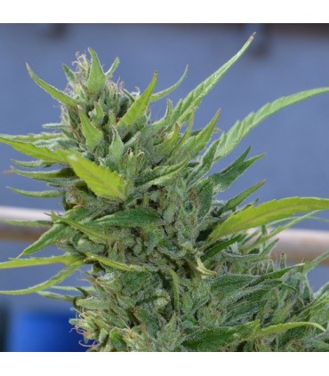 Alice  6 u. fem. Delicatessen