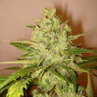 Lilly  6 u. fem. Delicatessen